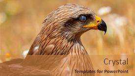  Presentation with kite - Amazing presentation having close-up portrait of a brown kite taken while at rest backdrop and a gold colored foreground