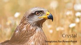  Presentation with kite - Presentation with close-up portrait of a brown kite taken while at rest background and a coral colored foreground