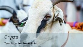  Presentation with oman - Slide set featuring close-up-portrait background and a light blue colored foreground