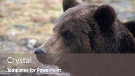  Presentation with brown bear - Presentation theme featuring close-up-portrait background and a gray colored foreground