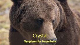  Presentation with brown bear - Cool new slide set with close-up-portrait backdrop and a tawny brown colored foreground