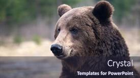  Presentation with brown bear - Presentation with close-up-portrait background and a wine colored foreground