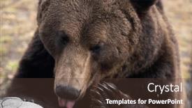  Presentation with brown bear - Colorful presentation theme enhanced with close-up-portrait backdrop and a tawny brown colored foreground