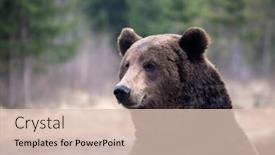  Presentation with brown bear - Beautiful slide set featuring close-up-portrait backdrop and a lemonade colored foreground