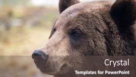  Presentation with brown bear - Presentation theme consisting of close-up-portrait background and a tawny brown colored foreground