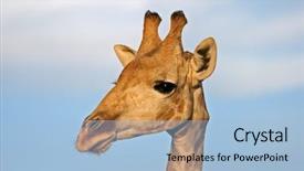  Presentation with kalahari - Colorful slides enhanced with close-up portrait of a giraffe giraffa camelopardalis kalahari south africa backdrop and a light blue colored foreground