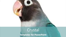  Presentation with mutation - PPT theme enhanced with close-up-portrait background and a teal colored foreground