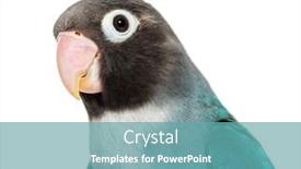  Presentation with mutation - Slide set featuring close-up-portrait background and a teal colored foreground