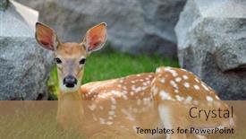  Presentation with cemetery - Slides featuring close-up portrait of a beautiful fawn resting among the gravestones in a cemetery background and a coral colored foreground