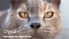  Presentation with cat and moon - Presentation theme having close-up portrait background and a gray colored foreground