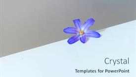  Presentation with purple crocus - Amazing slides having close-up-purple-crocus-flower backdrop and a sky blue colored foreground
