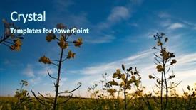  Presentation with rapeseed - PPT theme with close up rapeseed at sunset background and a  colored foreground