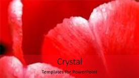  Presentation with tulip drops - PPT theme enhanced with close-up red tulip with rain drops background and a red colored foreground