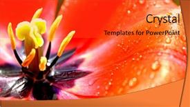  Presentation with tulip drops - Presentation featuring close-up red tulip with rain drops background and a red colored foreground