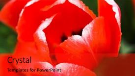  Presentation with tulip drops - Presentation theme having close-up red tulip with rain drops background and a red colored foreground