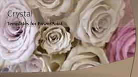  Presentation with pink roses - Slide set consisting of close-up-selective-focus-bright background and a coral colored foreground