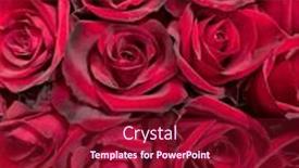  Presentation with red floral - Theme featuring close-up-selective-focus-bright background and a violet colored foreground