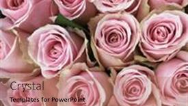  Presentation with pink roses - PPT layouts enhanced with close-up-selective-focus-bright and a coral colored foreground