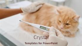  Presentation with body temperature - Slide set featuring close-up-selective-focus-shot background and a soft green colored foreground