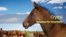  Presentation with horse head - Amazing presentation theme having close up shoot of head of a horse in field against blue cloudy sky background backdrop and a tawny brown colored foreground