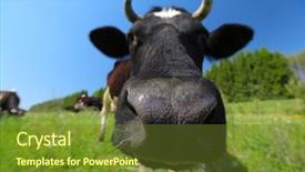  Presentation with cow - Slide deck featuring close up shoot of a cow on a spring meadow in sunny day focus on the nose background and a tawny brown colored foreground