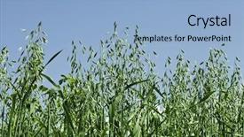  Presentation with oat - PPT theme featuring close up shot green oat field on summer day on blue sky background and a light blue colored foreground