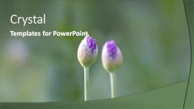  Presentation with flower - Colorful presentation theme enhanced with close-up-shot-of-allium backdrop and a  colored foreground