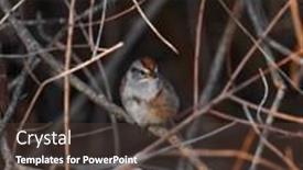  Presentation with bird sparrow - Colorful presentation theme enhanced with close-up-shot-of-american backdrop and a tawny brown colored foreground