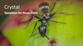  Presentation with ant - Beautiful PPT layouts featuring close-up-shot-of-ant backdrop and a tawny brown colored foreground