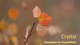  Presentation with autumn leaves - PPT layouts enhanced with close-up-shot-of-aspen background and a violet colored foreground