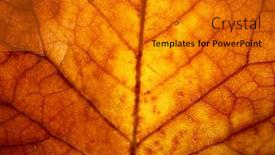  Presentation with lighting - PPT theme featuring close-up-shot-of-autumn background and a gold colored foreground