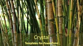  Presentation with bangkok - Colorful slide deck enhanced with close up shot of bamboo trees texture in bangkok thailand backdrop and a tawny brown colored foreground