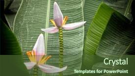  Presentation with banana tree - Colorful theme enhanced with close up shot of banana backdrop and a tawny brown colored foreground