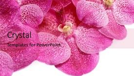  Presentation with purple orchids - Presentation theme enhanced with close-up shot of beautiful purple orchids over white background with copy space at right bottom background and a coral colored foreground