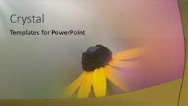  Presentation with black - Colorful presentation theme enhanced with close-up-shot-of-black backdrop and a mint green colored foreground