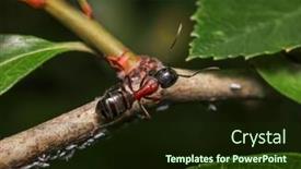  Presentation with ant - Presentation design with close-up-shot-of-black background and a wine colored foreground