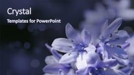  Presentation with dark - PPT layouts consisting of close up shot of bluebells background and a wine colored foreground