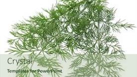  Presentation with green leaves - Presentation theme featuring close-up-shot-of-branch background and a mint green colored foreground