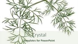  Presentation with green leaves - Beautiful slide set featuring close-up-shot-of-branch backdrop and a soft green colored foreground