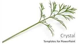  Presentation with green leaves - Amazing PPT layouts having close-up-shot-of-branch backdrop and a white colored foreground