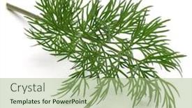  Presentation with green leaves - Slide deck with close-up-shot-of-branch background and a mint green colored foreground