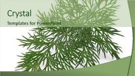  Presentation with green leaves - PPT layouts consisting of close-up-shot-of-branch background and a mint green colored foreground