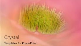  Presentation with flower - Slide set enhanced with close-up-shot-of-bromeliad background and a coral colored foreground