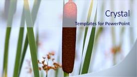  Presentation with close up shot - Amazing presentation theme having close up shot of bulrush backdrop and a sky blue colored foreground