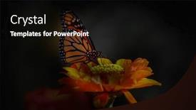  Presentation with daisy - Colorful presentation theme enhanced with close-up-shot-of-butterfly backdrop and a black colored foreground