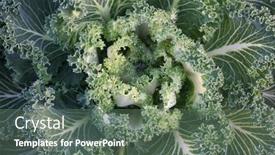  Presentation with cabbage - Presentation with close-up-shot-of-cabbage background and a gray colored foreground