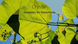  Presentation with heart - Presentation theme enhanced with close-up-shot-of-catalpa background and a gold colored foreground