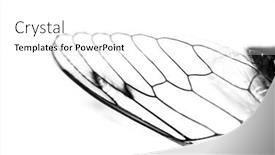  Presentation with shot - Presentation design consisting of close-up-shot-of-cicada background and a white colored foreground
