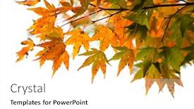  Presentation with maple leaves - PPT theme having close up shot of colorful japanese maple leaves background and a white colored foreground