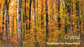  Presentation with maple - Amazing presentation having close-up-shot-of-colorful backdrop and a tawny brown colored foreground